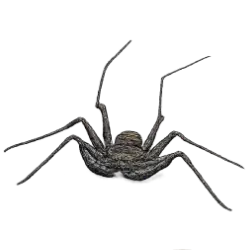 Tailless Whip Scorpion (Damon diadema) featured animal image on AnimalDex