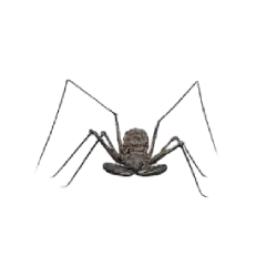 Tailless Whip Spider (Phrynus marginemaculatus) featured animal image on AnimalDex