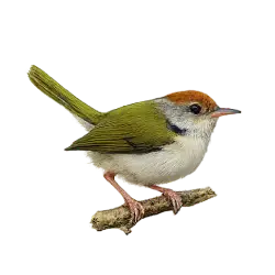 Common Tailorbird animal lesson image on AnimalDex