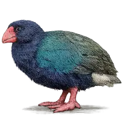 Takahe (Porphyrio hochstetteri) featured animal image on AnimalDex