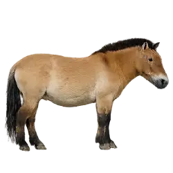 Takhi (Equus ferus przewalskii) featured animal image on AnimalDex