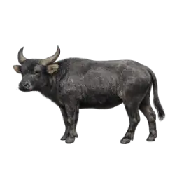 Tamaraw animal icon