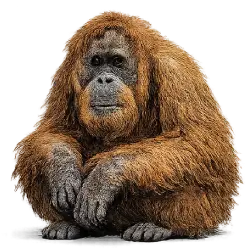 Tapanuli Orangutan (Pongo tapanuliensis) featured animal image on AnimalDex