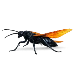 Tarantula Hawk Wasp (Pepsis grossa) featured animal image on AnimalDex
