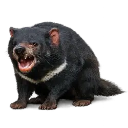 Tasmanian Devil (Sarcophilus harrisii) featured animal image on AnimalDex