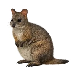 Tasmanian Pademelon animal lesson image on AnimalDex