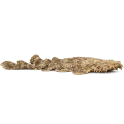 Tasselled Wobbegong (Eucrossorhinus dasypogon) featured animal image on AnimalDex