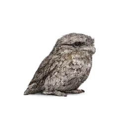 Tawny Frogmouth (Podargus strigoides) featured animal image on AnimalDex