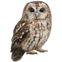 Tawny Owl (Strix aluco) featured animal image on AnimalDex