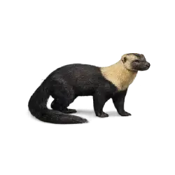 Tayra (Eira barbara) featured animal image on AnimalDex