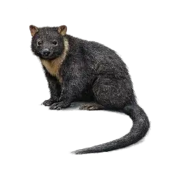 Tenkile animal lesson image on AnimalDex