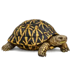 Tent Tortoise (Psammobates tentorius) featured animal image on AnimalDex