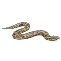 Tentacled Snake (Erpeton tentaculatum) featured animal image on AnimalDex