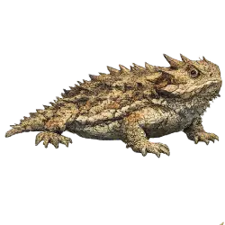 Texas Horned Lizard animal lesson on AnimalDex