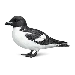 Thick-billed Murre animal lesson image on AnimalDex