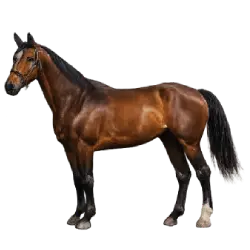Thoroughbred animal lesson image on AnimalDex