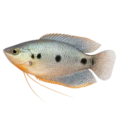 Three-spot Gourami
