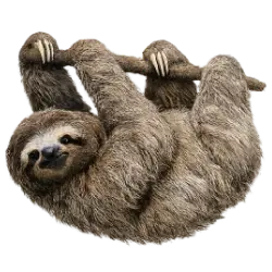 Three-toed Sloth (Bradypus variegatus) featured animal image on AnimalDex