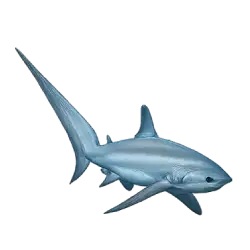 Thresher Shark (Alopias vulpinus) featured animal image on AnimalDex