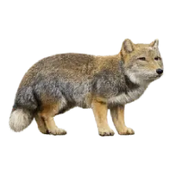 Tibetan Fox animal lesson image on AnimalDex