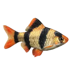 Tiger Barb