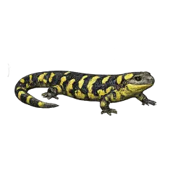 Tiger Salamander (Ambystoma tigrinum) thumbnail image on AnimalDex