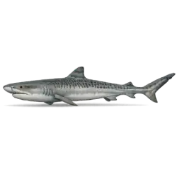 Tiger Shark (Galeocerdo cuvier) featured animal image on AnimalDex