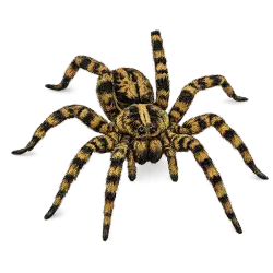 Tiger Wolf Spider
