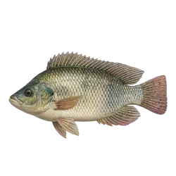 Tilapia