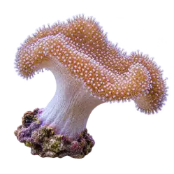 Toadstool Leather Coral animal lesson image on AnimalDex