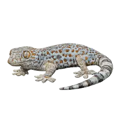 Tokay Gecko (Gekko gecko) featured animal image on AnimalDex