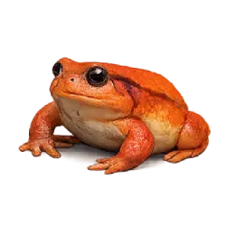 Tomato Frog (Dyscophus antongilii) featured animal image on AnimalDex