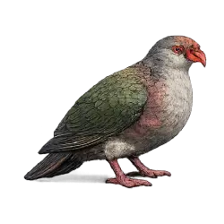 Tooth-billed Pigeon (Didunculus strigirostris) featured animal image on AnimalDex