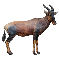 Topi (Damaliscus lunatus) featured animal image on AnimalDex