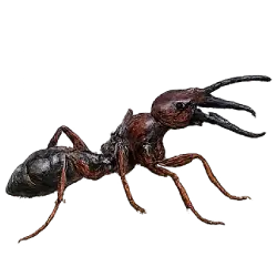 Trap-jaw Ant (Odontomachus bauri) featured animal image on AnimalDex