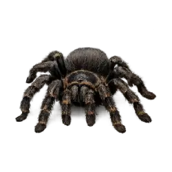 Trapdoor Spider (Cteniza sauvagesi) featured animal image on AnimalDex