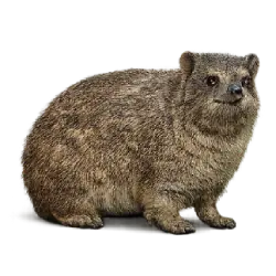 Tree Hyrax (Dendrohyrax arboreus) featured animal image on AnimalDex