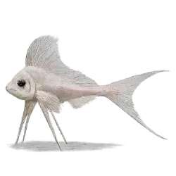 Tripod Fish (Bathypterois grallator) featured animal image on AnimalDex