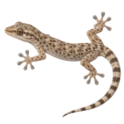 Tropical House Gecko (Hemidactylus mabouia) thumbnail image on AnimalDex