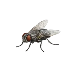 True Fly