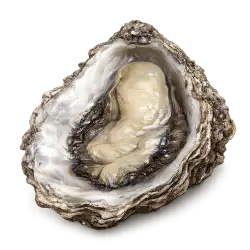 True Oyster