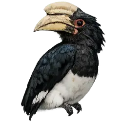 Trumpeter Hornbill (Bycanistes bucinator) featured animal image on AnimalDex