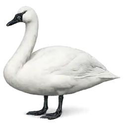 Trumpeter Swan (Cygnus buccinator) featured animal image on AnimalDex