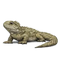 Tuatara (Sphenodon punctatus) featured animal image on AnimalDex
