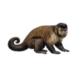 Tufted Capuchin animal lesson on AnimalDex