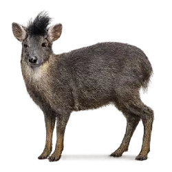 Tufted Deer (Elaphodus cephalophus) featured animal image on AnimalDex