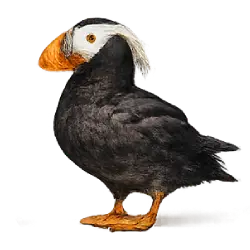 Tufted Puffin (Fratercula cirrhata) featured animal image on AnimalDex