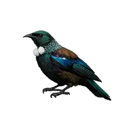 Tui animal lesson on AnimalDex