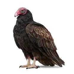 Turkey Vulture (Cathartes aura) featured animal image on AnimalDex