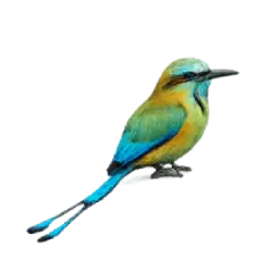 Turquoise-browed Motmot (Eumomota superciliosa) featured animal image on AnimalDex